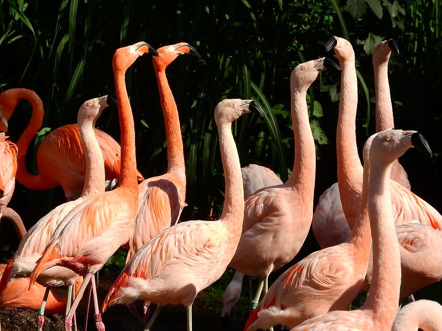 flamingo chilean, flamingo cuban, Chilean, Flamingo, Cuban, phoenicopterus, flamingo, beak, long neck, covey, the prague zoo