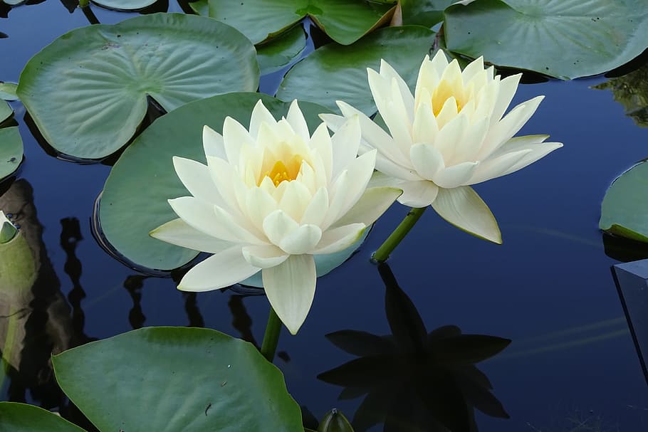 yellow, lotus flower, green, lily pads, early summer flowers, summer flowers, white flowers, water lily, the aqueous plant, pond