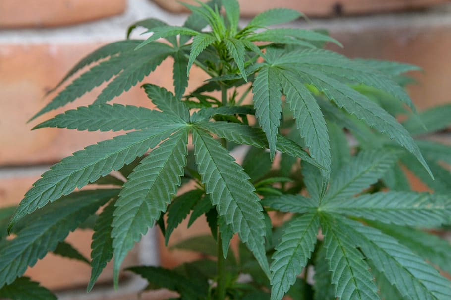 Лекарство от марихуана сварить стебли конопли