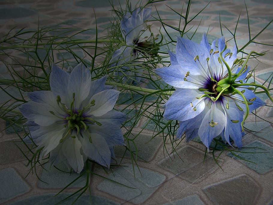 Flower, Blu, Blossom, Garden, white color, fragility, flower head, nature, flowering plant, plant