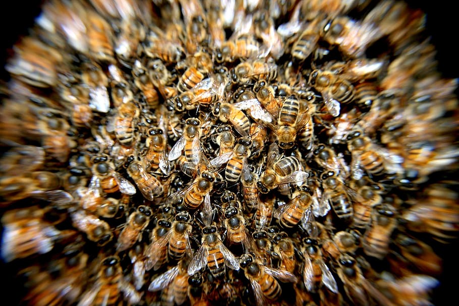 berkerumun, lebah madu, closeup, fotografi, lebah, serangga, makro, hewan di alam liar, tema hewan, close-up