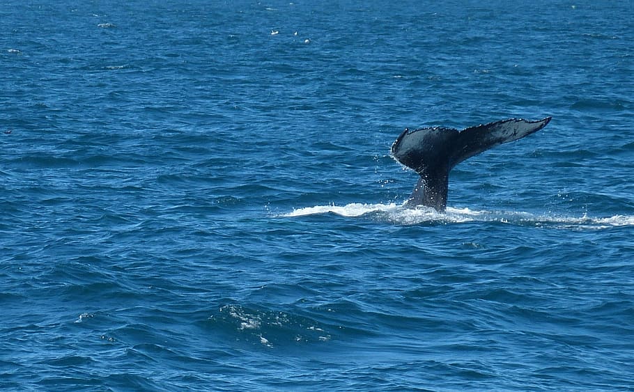 Iceland, Reykjavik, Sea, Atlantic, wal, fin, diving, whale, humpback Whale, animal