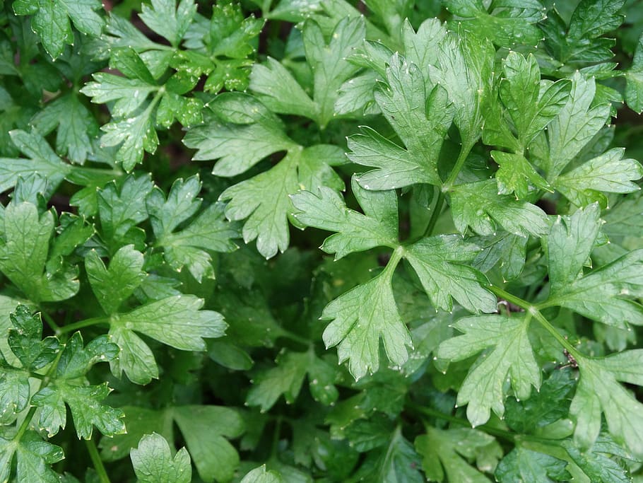 parsley, italian parsley, green, herb, cooking, delicious, green color, plant part, leaf, full frame