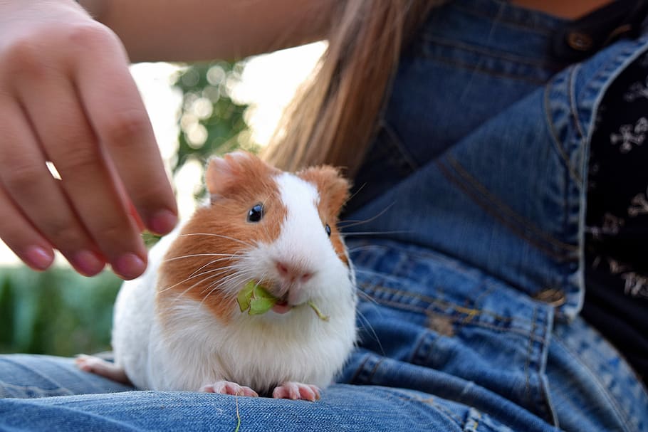 guinea pig, pet, cute, grass, eat, one animal, one person, mammal, midsection, holding