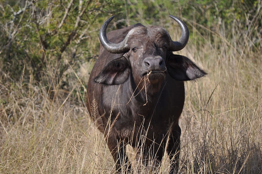 Sudáfrica, Paisaje, Naturaleza, Paraíso, paraíso natural, búfalo, animal, vida silvestre, África, safari Animales