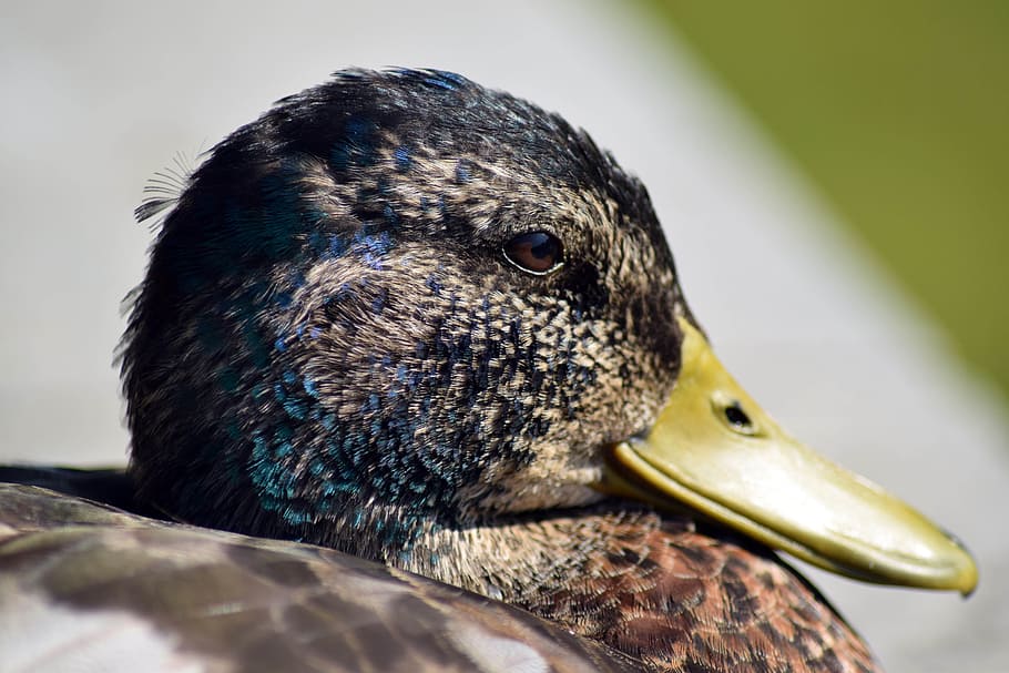 Bebek Makro Burung Air Kepala Satu Hewan Tema Hewan Hewan Di Alam Liar Hewan Margasatwa Tidak Ada Orang Close Up Pxfuel