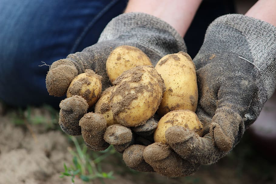 person, holding, root crop potato, Bio, Potato, Field, Earth, Eat, Nature, bauer