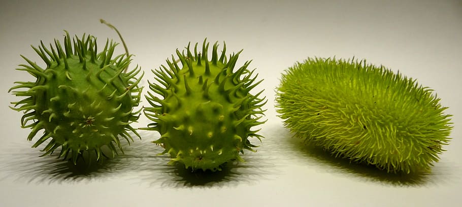 chayote, prickly, spur, green, plant, green color, studio shot, indoors, food, close-up