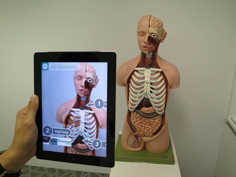 person, taking, human, anatomy, using, black, ipad, augmented reality, medical, 3d