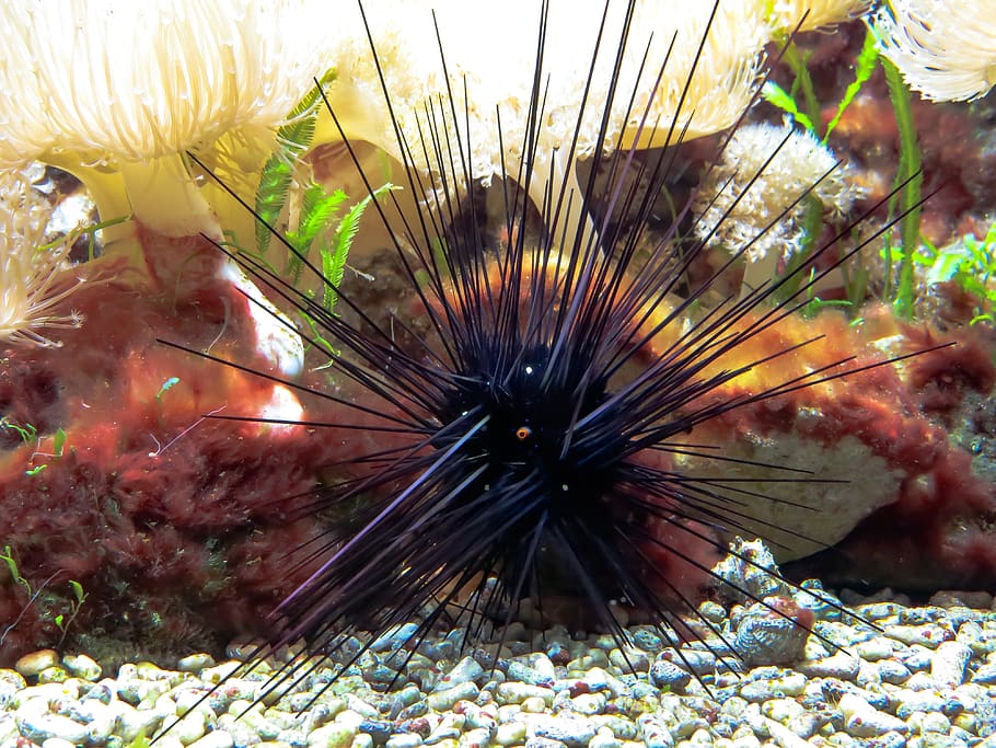 sea urchins, poison, sting, toxic, ocean floor, marine life, sea animal, sea, aquarium, underwater