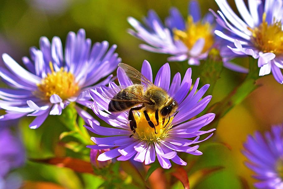 autumn, garden, aster, bee, nature, close up, flower, flowering plant, insect, beauty in nature