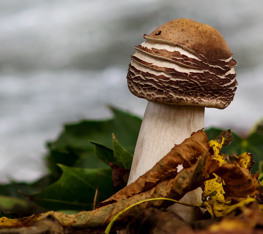 cep, mushroom, autumn mushroom, food, fungus, vegetable, close-up, leaf, plant part, focus on foreground