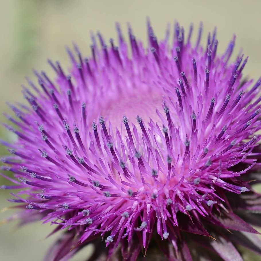szamárkóró, purple, flower, spiked, purple flower, macro, nearby, nature, plant, close-up