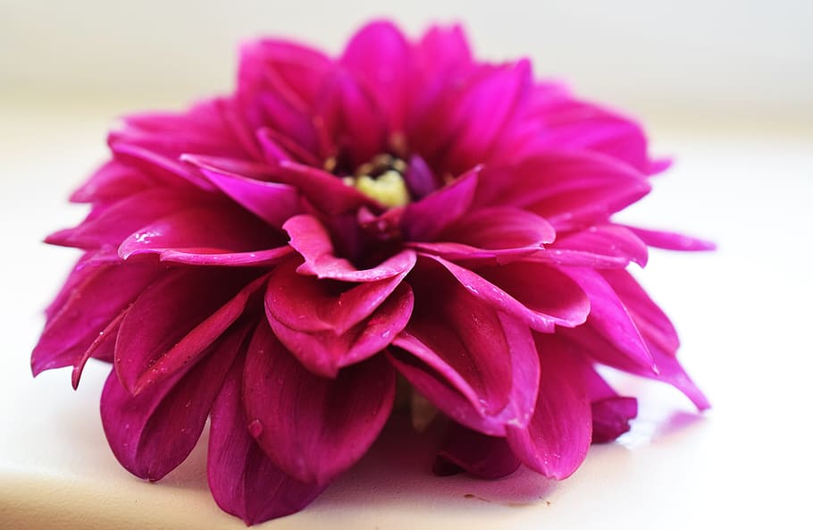花 紫 優しく 夏 気分 顕花植物 クローズアップ 植物 自然の美しさ 鮮度 Pxfuel