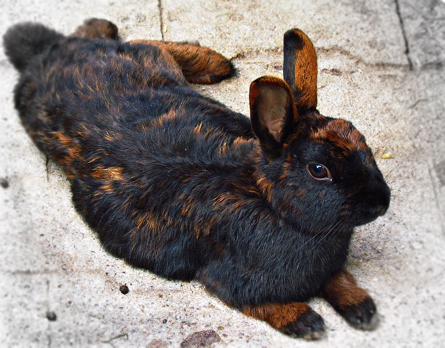 black, brown, rabbit, lying, floor, hare, animal, bunny, fur, lovely small
