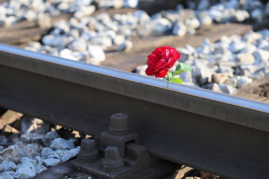 red rose on railway crossing, tragedy, drive carefully, flower, flowering plant, rose - flower, nature, rose, beauty in nature, freshness