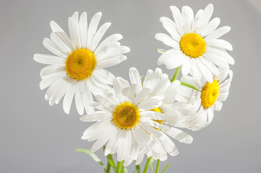 white petaled flowers, chamomile, flowers, bloom, white daisies, yellow center, petals, on a gray background, daisy on gray background, bouquet