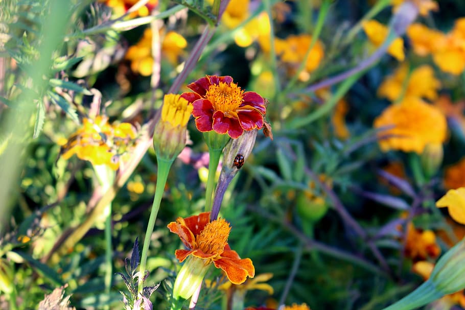 Flowers, Marigold, Marigolds, turkish carnation, composites, red, orange, yellow, green, field of flowers