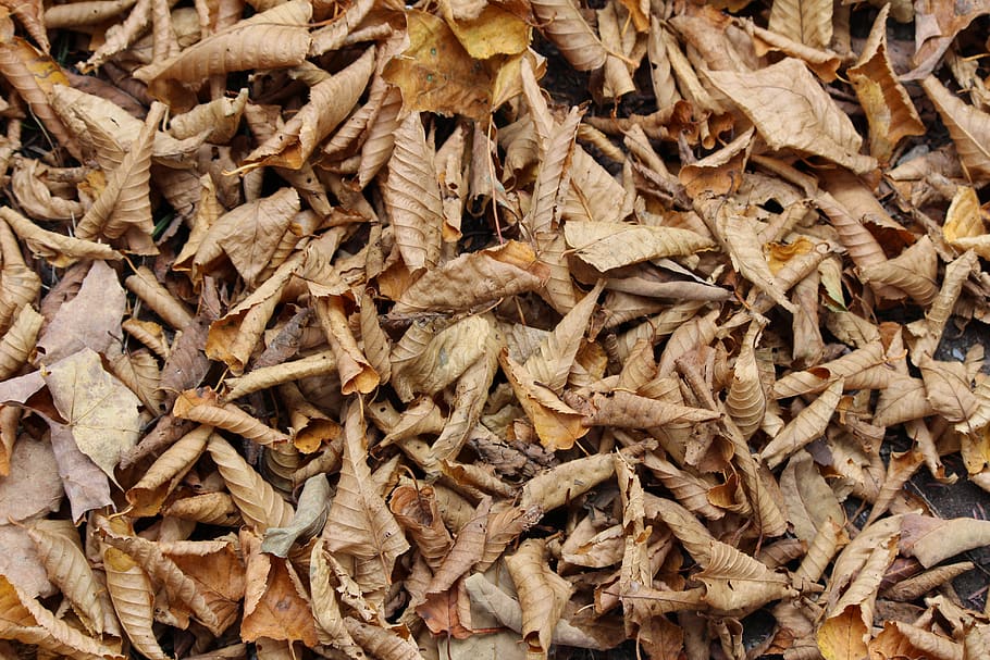 fall, leaf, leaves, autumn, nature, tree, maple, seasonal, undergrowth, humus