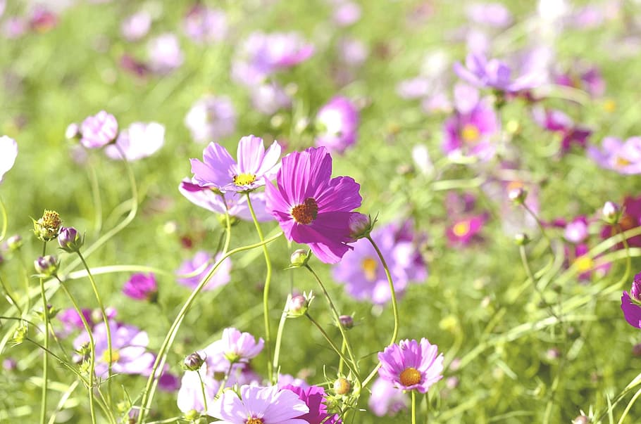 selective, focus photography, purple, cosmos flowers, field, autumn, flower garden, cosmos, plants, flowers