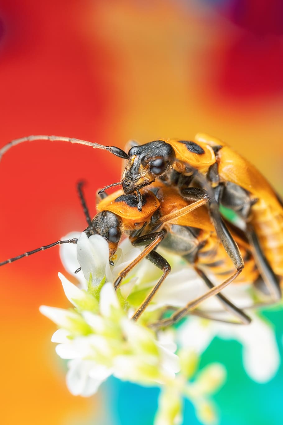 escarabajo soldado de vara de oro, escarabajos, escarabajos de apareamiento, bichos de apareamiento, apareamiento en la naturaleza, natural, naturaleza, insectos, primavera, flor