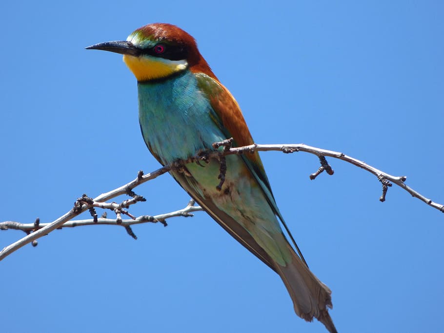 red, blue, green, short-beaked bird, standing, branch, bee-eater, abellerol, merops apiaster, sky