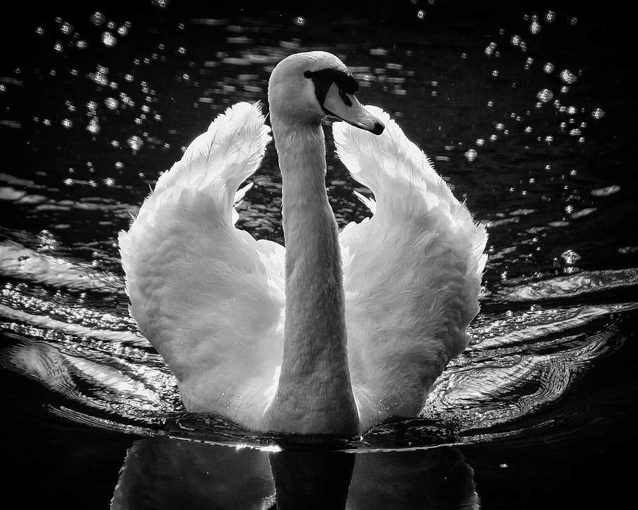grayscale photography, swam, body, Swan, Wings, Feathers, Water, Swim, Bird, white