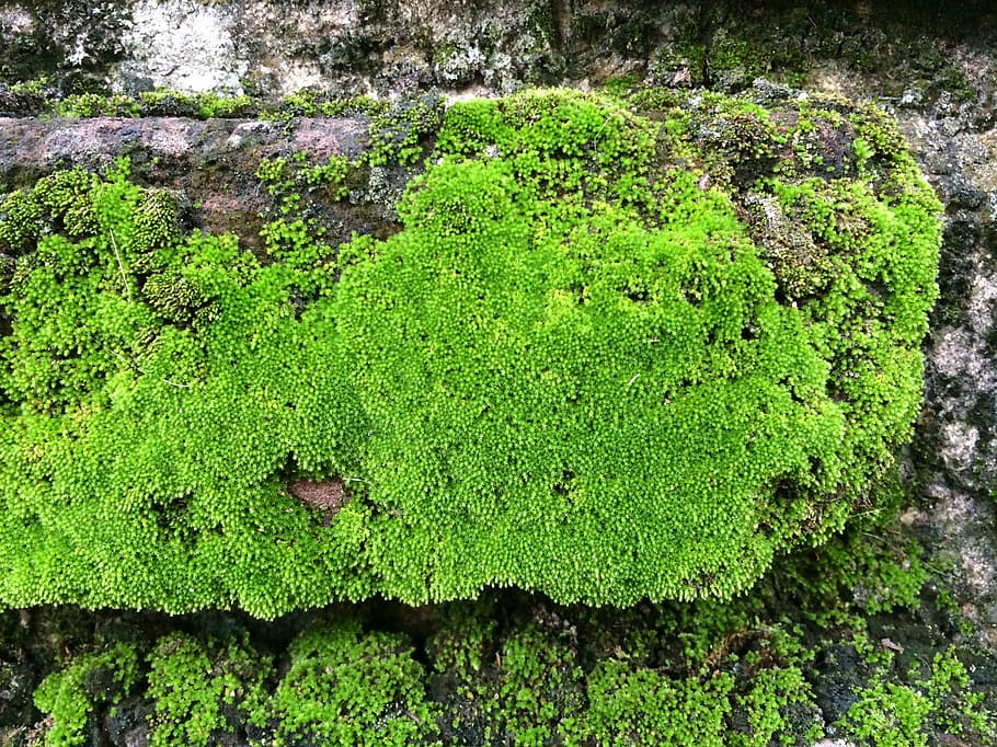 nature, moss, rock, green, texture, green color, plant, growth, beauty in nature, day