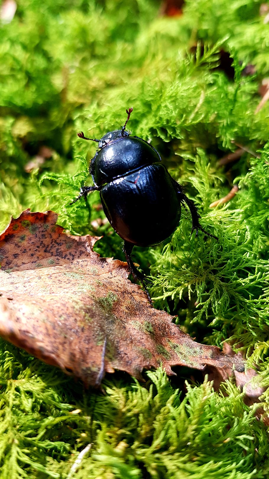 forest dung beetle, anoplotrupes stercorosus, beetle, forest, moss, leaf, fallen, plant, animals in the wild, animal themes