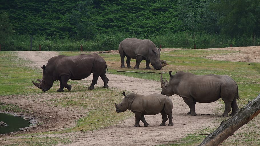 rhino, rhino young, steppe, big game, rhinoceros, rhino baby, national park, safari, landscape, pachyderm