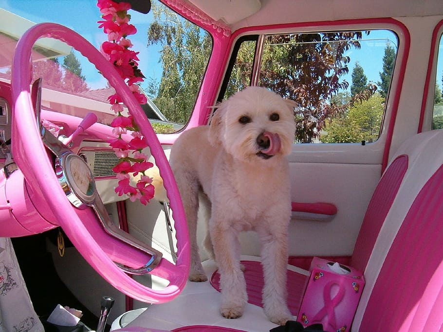 white, dog, pink, car seat, car, vehicle, automobile, terrier, breast cancer, steering wheel