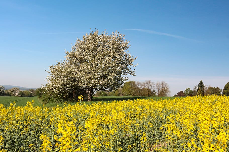 landscape, nature, field, agriculture, sky, field of rapeseeds, yellow, plant, beauty in nature, growth