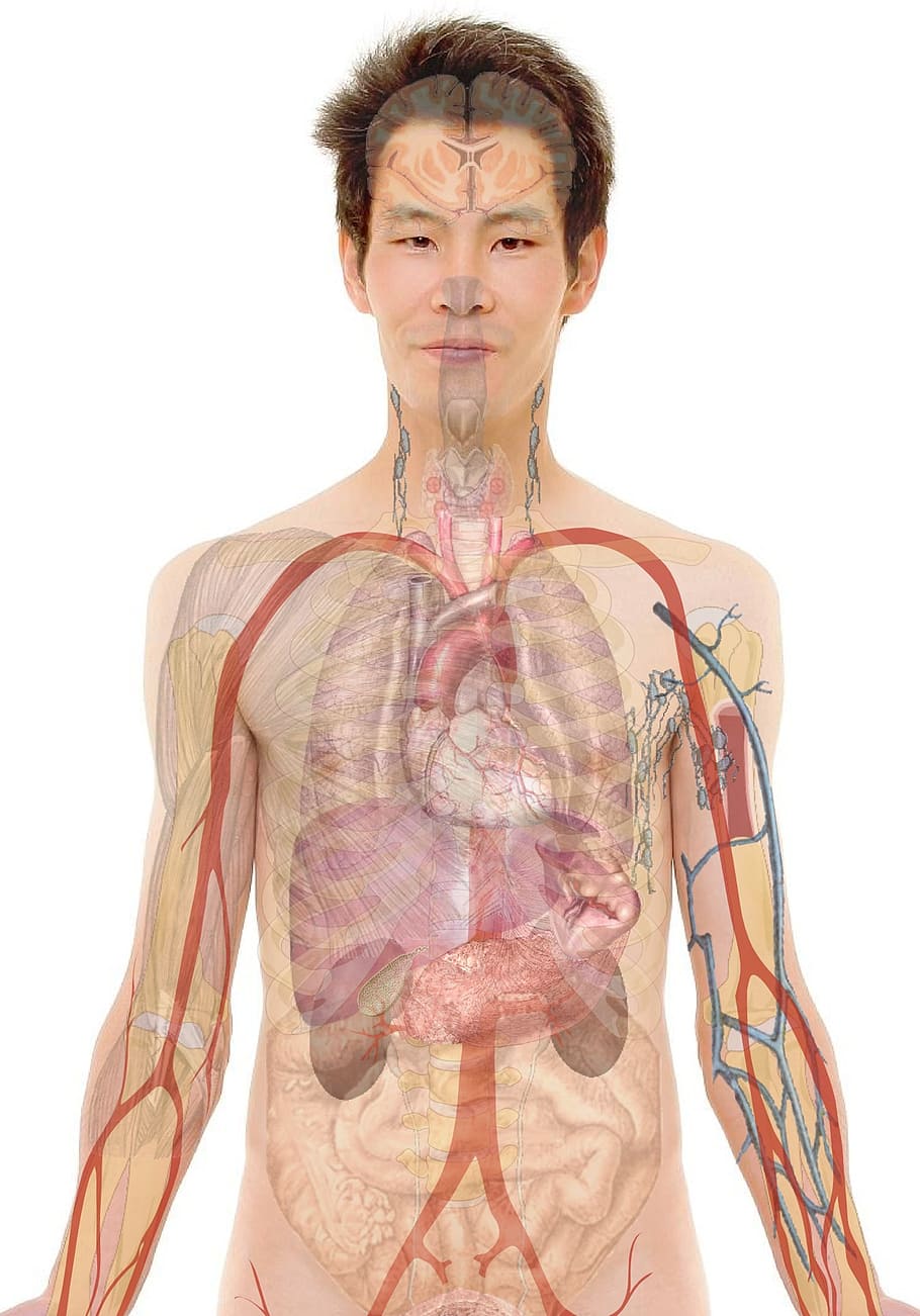 ilustração de órgãos humanos, anatomia, homem, humano, rosto, corpo, lábios, boca, pele, osso