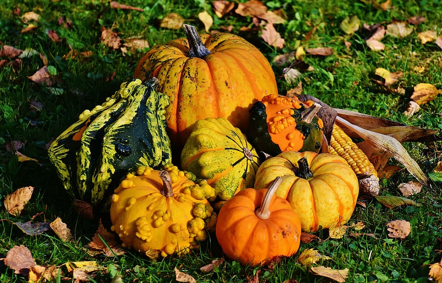 assorted-variety, squash, pumpkins, decorative squashes, nature, autumn, decoration, colorful, vegetables, autumn vegetables