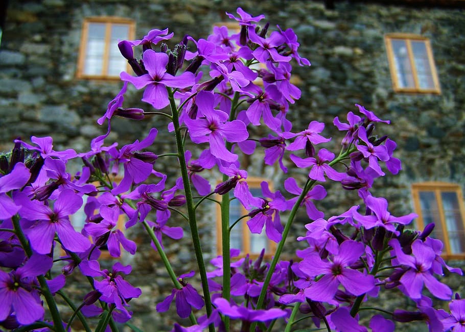 flor morada, flor de primavera, jardín de flores, planta floreciendo, flor,  vulnerabilidad, fragilidad, planta, crecimiento, pétalo | Pxfuel