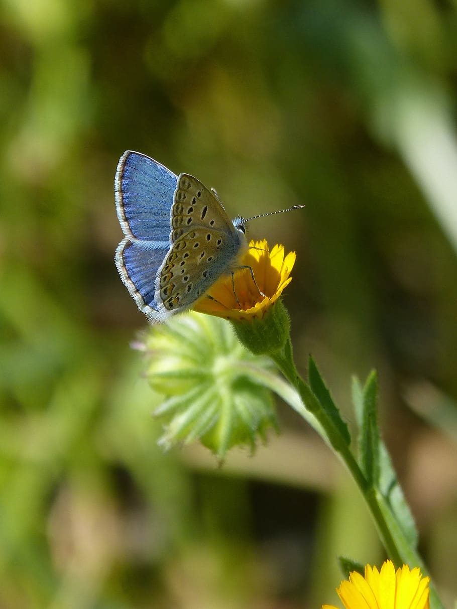 blue, brown, common, butterfly, perched, yellow, chrysanthemum flowers, daytime, pseudophilotes panoptes, blue butterfly