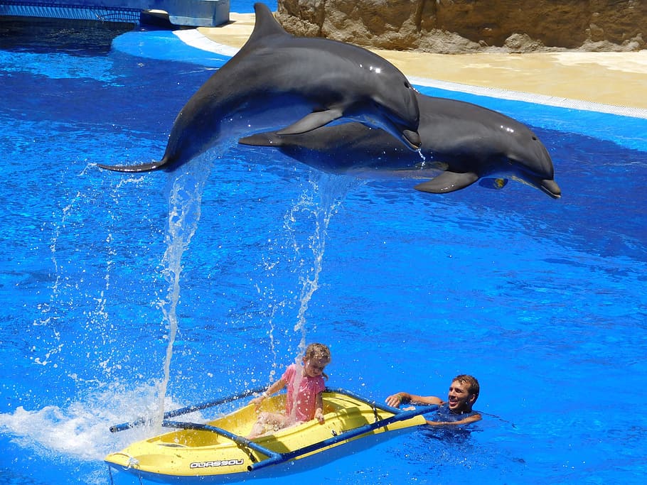 dois, golfinhos salta, menina, golfinhos, salto, parque aquático, água, acrobacias, mostrar, diversão