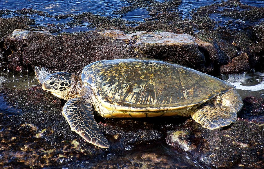 Sea Turtle, Maui, penyu hijau dan coklat, satwa liar, hewan di alam liar, tema binatang, kura-kura, hewan, reptil, air