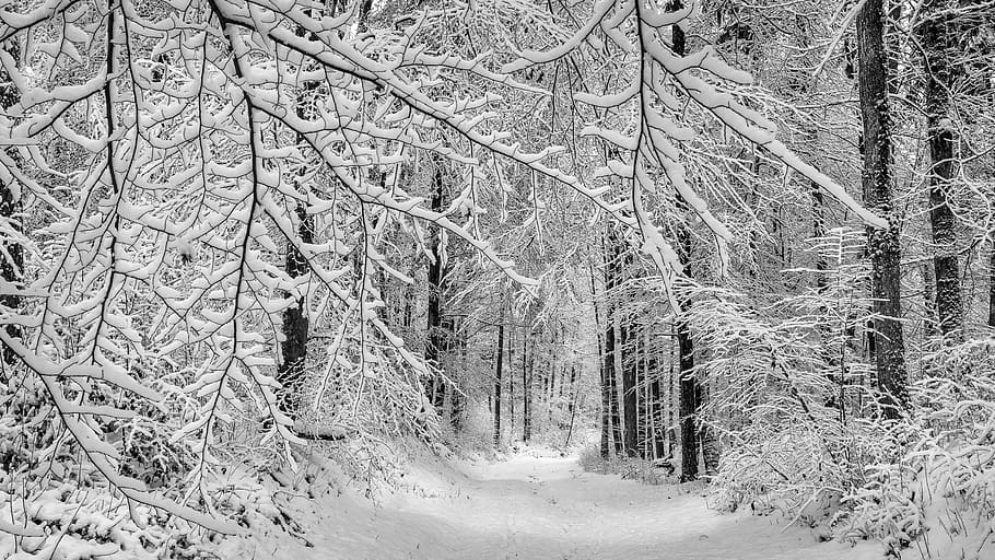 bosque, invierno, camino forestal, estética, nieve, invernal, naturaleza, árboles, paisaje, paisaje nevado
