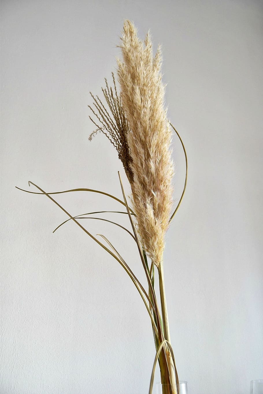 grass, plant, dry, nature, summer, growth, crop, close-up, plant stem, beauty in nature