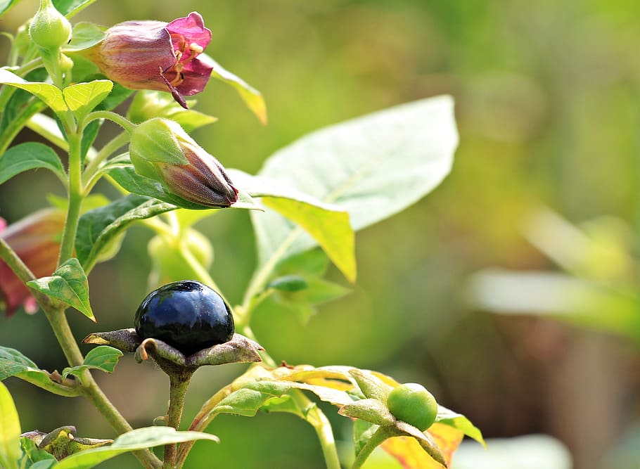 selective, focus photography, black, berry, belladonna, atropa belladonna, plant, flowers, bush, nature