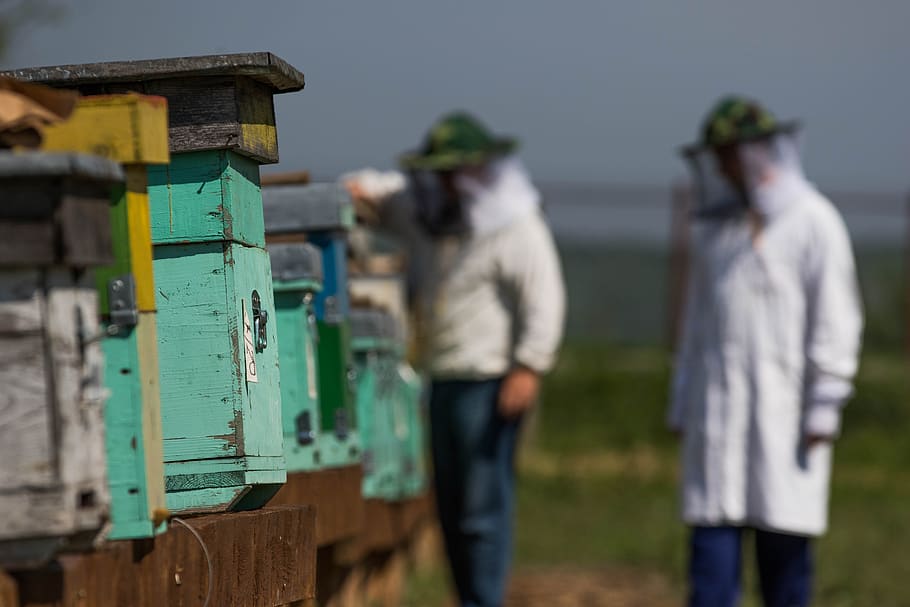 the hive, bee, honey, beekeeper, men, focus on foreground, real people, nature, incidental people, day