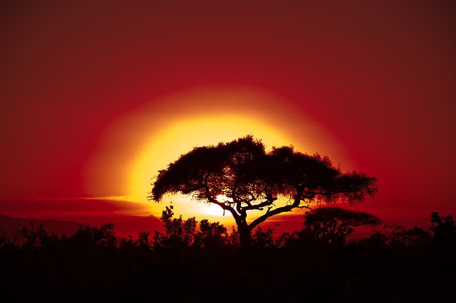 africa, tree, sunset, nature, landscape, sky, bush, savannah, silhouette, sun