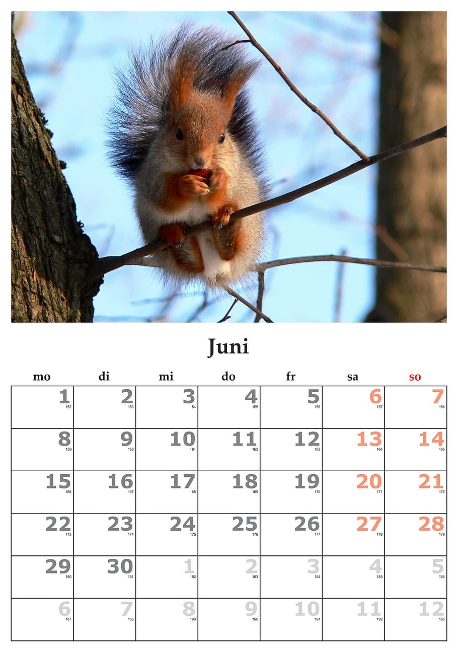 calendar, month, june, june 2015, one animal, animal wildlife, animals in the wild, number, auto post production filter, day
