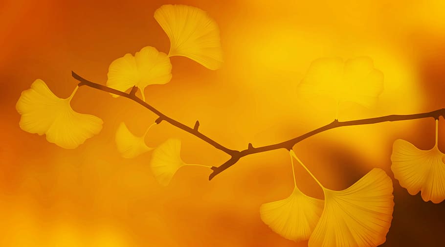 yellow ginkgo leaf, texture, background, ginkgo, ginkgo leaves, branch, plant, golden, orange, true leaves
