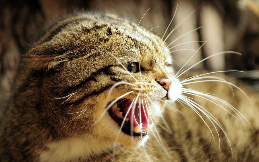 silver tabby cat, face, cat, teeth, domestic cat, one animal, whisker, animal themes, pets, yawning