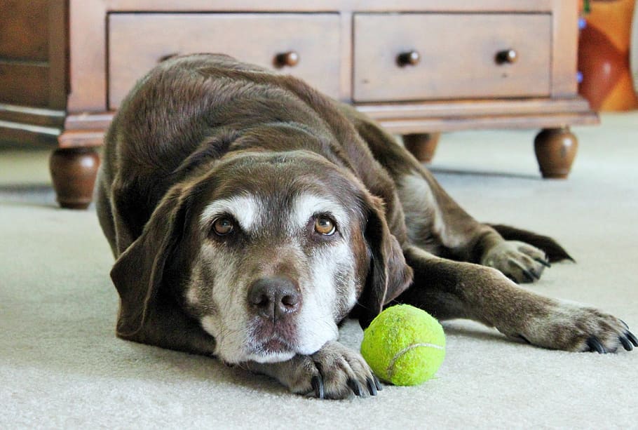 怠惰な犬, ラブラドール犬, 犬, 犬の肖像画, ペット, テニスボール, 屋内, 横になって, ボール, スポーツ