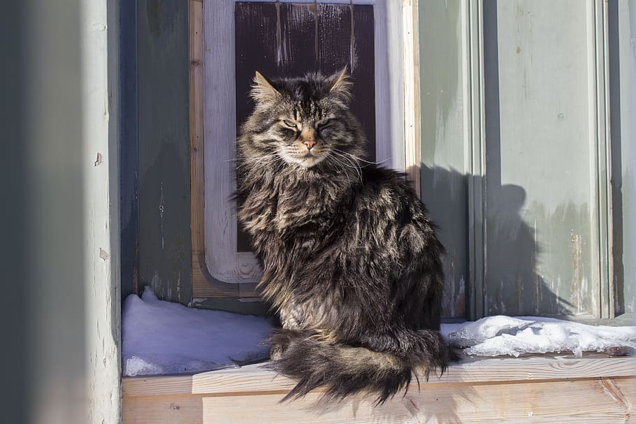 long-coated, grey, cat, daytime, cold, winter, animal, pet, feline, fur