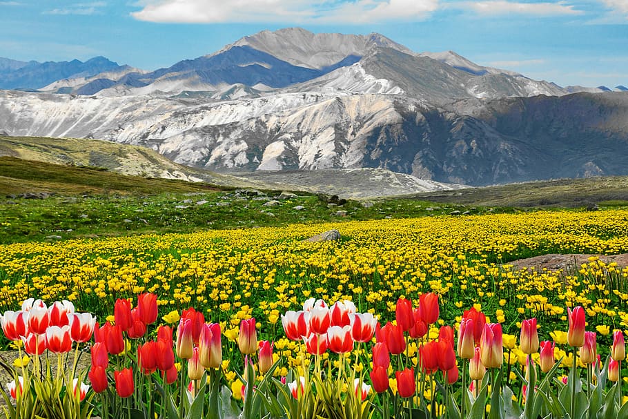 red, white, yellow, tulips, mountain, field of rapeseeds, mountains, nature, flowers, landscape