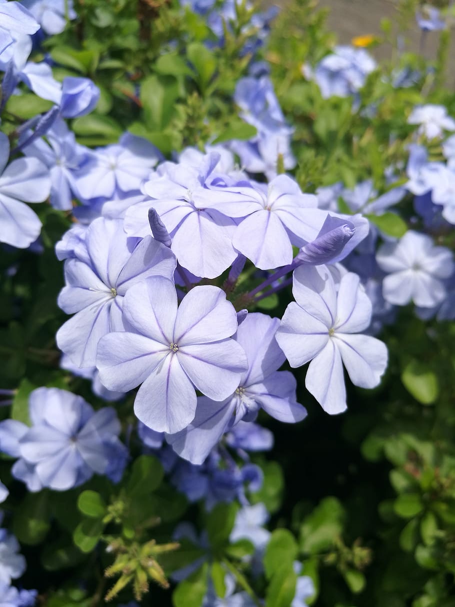 花 自然 小さな花 新鮮な花 フラワーガーデン 庭 開花植物 鮮度 脆弱性 植物 Pxfuel